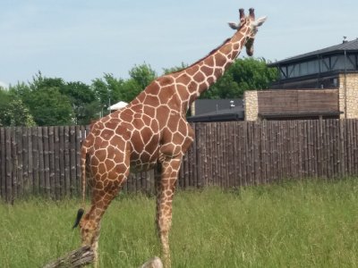 2019 WYCIECZKA DO ZOO ZAMOŚĆ_3