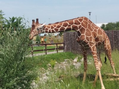 2019 WYCIECZKA DO ZOO ZAMOŚĆ_6